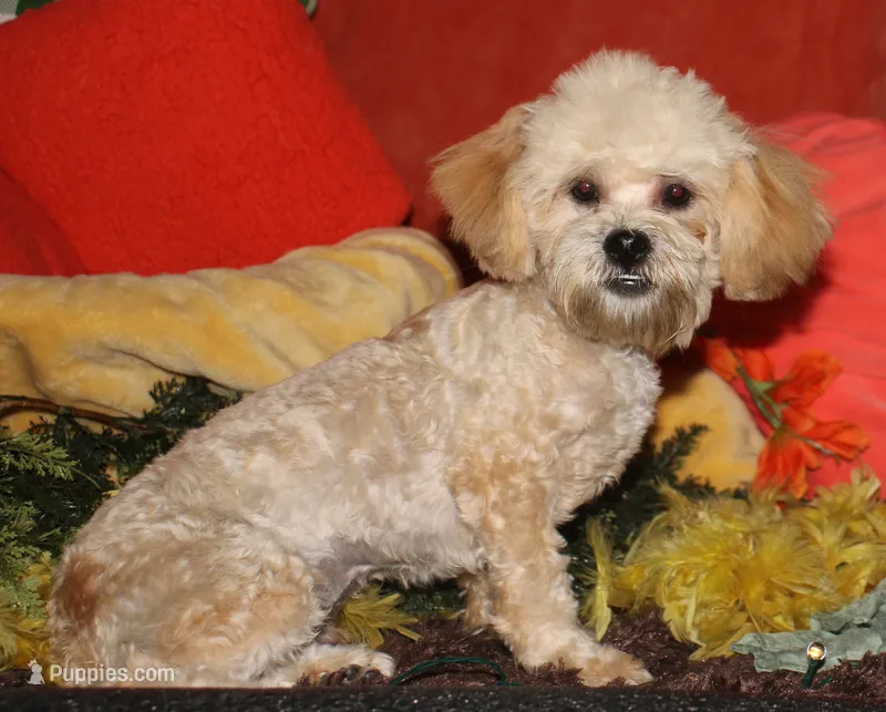 Luke – Shihpoo puppy for sale in Billings, MO