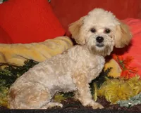Luke, a male Shihpoo for sale in Billings, MO – 1 of 10