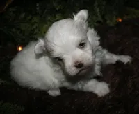 Casper , a male Maltese for sale in Billings, MO – 6 of 10