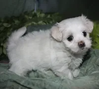 Diva, a female Maltese for sale in Billings, MO – 6 of 9
