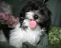 Weston, a male Shihpoo for sale in Billings, MO – 6 of 6