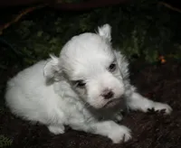 Casper , a male Maltese for sale in Billings, MO – 10 of 10