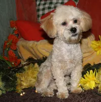 Luke, a male Shihpoo for sale in Billings, MO – 7 of 10