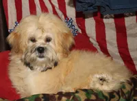 Luke, a male Shihpoo for sale in Billings, MO – 7 of 9