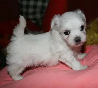 Ziggy , a male Maltese for sale in Billings, MO – 2 of 9