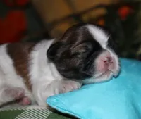 Bear, a male Shih Tzu for sale in Billings, MO – 9 of 9