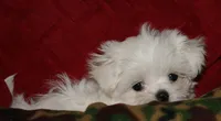 Myrtle, a female Maltese for sale in Billings, MO – 8 of 8