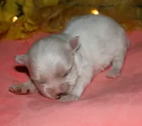 Quincy , a male Maltese for sale in Billings, MO – 7 of 9