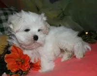 Destiney, a female Maltese for sale in Billings, MO – 2 of 10