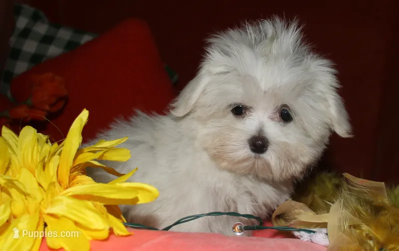Conrad – Maltese puppy for sale in Billings, MO