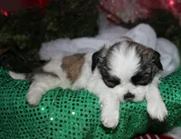 Charlie, a male Shih Tzu for sale in Billings, MO – 8 of 9