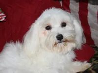 Teddy, a male Maltese for sale in Billings, MO – 4 of 10