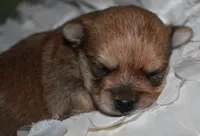 Moses , a male Morkie for sale in Billings, MO – 1 of 10