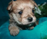 Moses , a male Morkie for sale in Billings, MO – 10 of 10