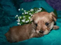 Moses , a male Morkie for sale in Billings, MO – 7 of 10