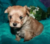 Moses , a male Morkie for sale in Billings, MO – 6 of 10