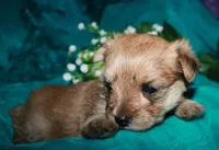 Moses , a male Morkie for sale in Billings, MO – 4 of 10