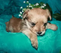 Moses , a male Morkie for sale in Billings, MO – 9 of 10