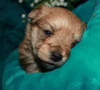 Moses , a male Morkie for sale in Billings, MO – 2 of 10