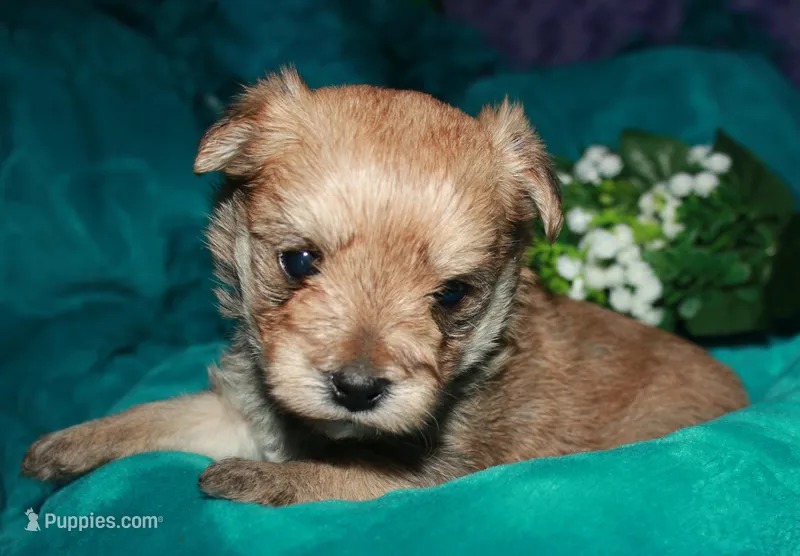 Moses  – Morkie puppy for sale in Billings, MO