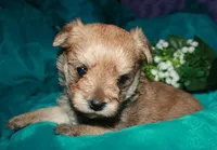 Moses , a male Morkie for sale in Billings, MO – 3 of 10