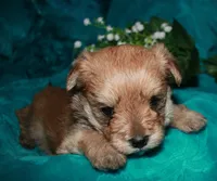 Moses , a male Morkie for sale in Billings, MO – 5 of 10