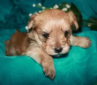 Moses , a male Morkie for sale in Billings, MO – 8 of 10