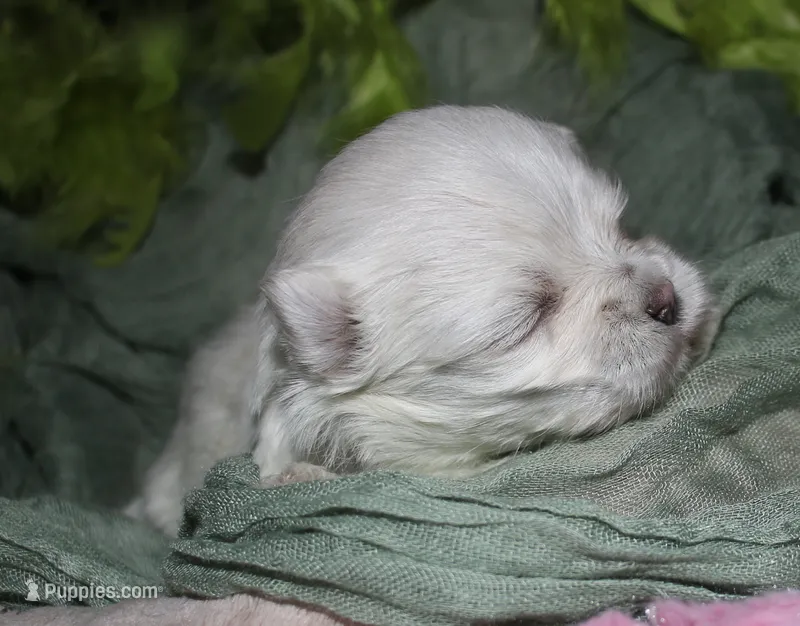 Myrtle – Maltese puppy for sale in Billings, MO