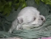 Myrtle, a female Maltese for sale in Billings, MO – 1 of 8