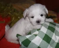 Cole, a male Maltese for sale in Billings, MO – 6 of 7