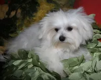 Chester, a male Maltese for sale in Billings, MO – 7 of 9