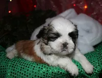 Buster, a male Shih Tzu for sale in Billings, MO – 5 of 9