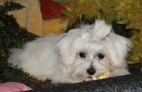 Stumpy, a male Maltese for sale in Billings, MO – 4 of 9