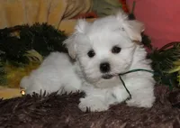 Justin, a male Maltese for sale in Billings, MO – 4 of 10