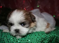 Ollie, a male Shih Tzu for sale in Billings, MO – 5 of 9