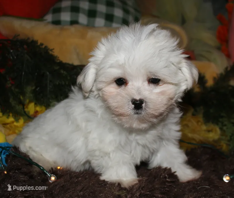Blaze – Maltese puppy for sale in Billings, MO