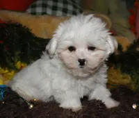 Blaze, a male Maltese for sale in Billings, MO – 1 of 9