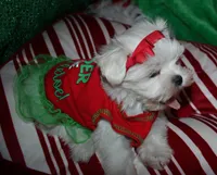 Piper, a male Maltese for sale in Billings, MO – 6 of 9