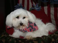 Teddy, a male Maltese for sale in Billings, MO – 9 of 10