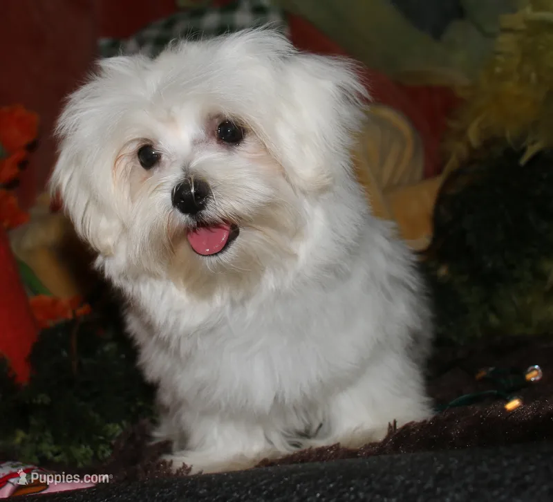 Stumpy – Maltese puppy for sale in Billings, MO