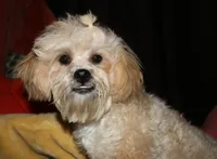 Luke, a male Shihpoo for sale in Billings, MO – 4 of 10
