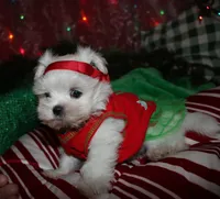 Piper, a male Maltese for sale in Billings, MO – 2 of 9