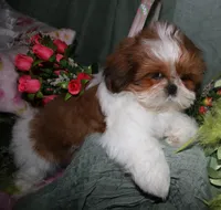 Jolene, a female Shih Tzu for sale in Billings, MO – 4 of 8