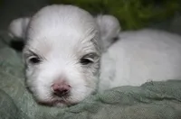 Chester, a male Maltese for sale in Billings, MO – 7 of 8