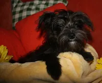Frank, a male Morkie for sale in Billings, MO – 1 of 10
