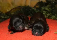 Shaggy, a male Shih Tzu for sale in Billings, MO – 9 of 9