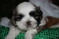 Buster, a male Shih Tzu for sale in Billings, MO – 1 of 9