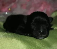 Hank, a male Morkie for sale in Billings, MO – Photo 8 of 9