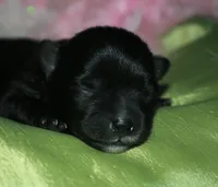 Hank, a male Morkie for sale in Billings, MO – Photo 7 of 9