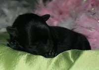 Hank, a male Morkie for sale in Billings, MO – Photo 4 of 9